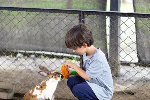 Happy Boy Playing with Rabbit Stock Photos