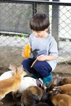 Happy Boy Playing with Rabbit Stock Photos