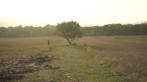 A Happy Boy Is Running A Field With His Dog Of Breed Boxer Stock Footage 118635981