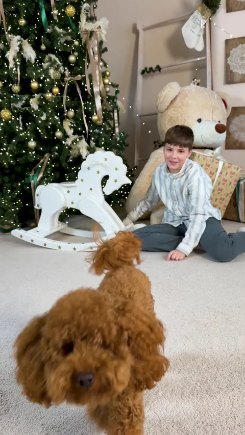 A happy boy sits next to his adorable puppy, teddy bear and Christmas tree. Stock Footage 293301949