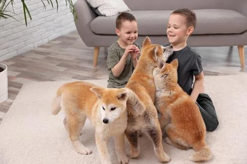 Happy boys with Akita Inu dogs on floor in living room. Little friends Stock Photos