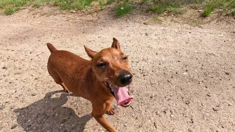 Happy brown dog running on forest path in summer sunlight Stock Footage 314586557