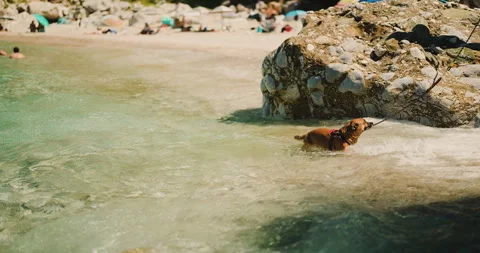 A happy brown dog splashes and plays joyfully in the refreshing, clear Stock Footage 339340661