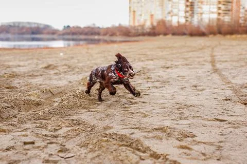Happy Brown Springer Spaniel Playing by the River, running with funny ears Stock Photos