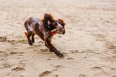 Happy Brown Springer Spaniel Playing by the River, running with funny ears Stock Photos
