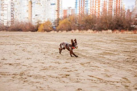 Happy Brown Springer Spaniel Playing by the River, running with funny ears Stock Photos