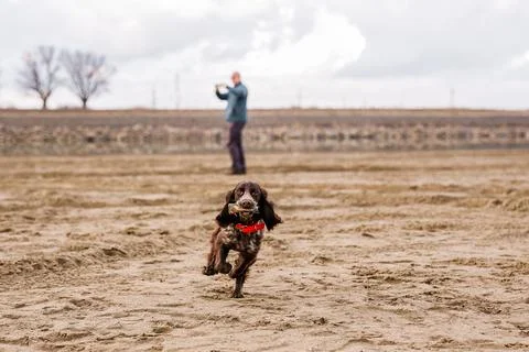 Happy Brown Springer Spaniel Playing by the River, running with funny ears Stock Photos