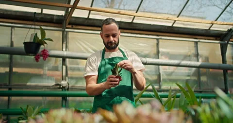 A happy brunette guy in a green apron takes one of the plants in the greenhouse Stock Footage 280682252