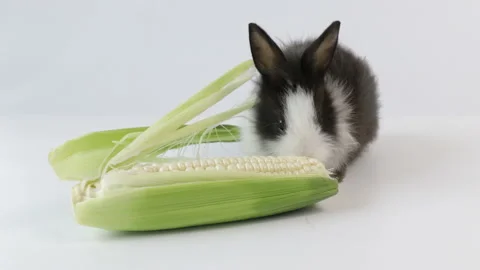 Happy Bunny Rabbit , white background. Stock Footage