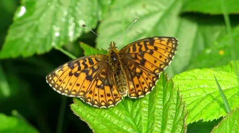 Happy butterfly Stock Footage 25273287