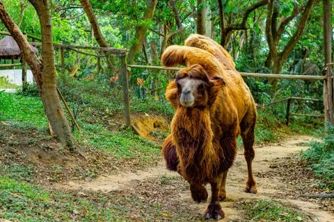 Happy Camel in a Brazilian Safari Stock Photos
