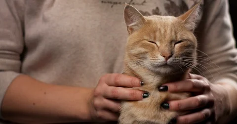 Happy Cat Being Stroked In Slow Motion Stock Footage 95748776
