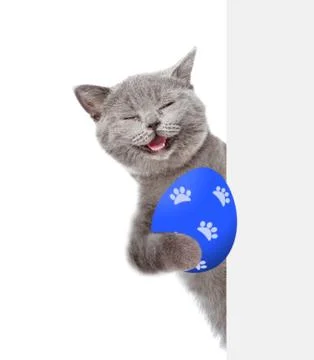 Happy cat with colorful Easter egg behind white baner . Isolated on white bac Stock Photos