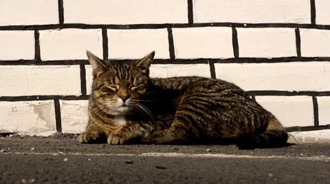 Happy cat feels pleasure while being stroked man on the street Stock Footage 35549688