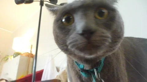 Happy Cat Stock Footage 701333