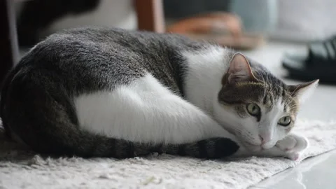 Happy cat Stock Footage 158434706