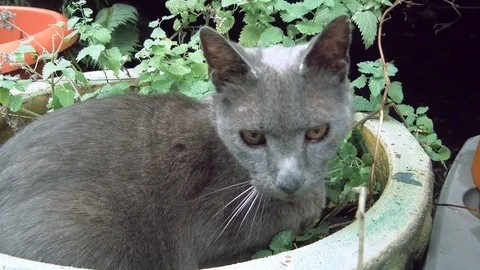 Happy Cat In Fresh Catnip Video stock 70795496