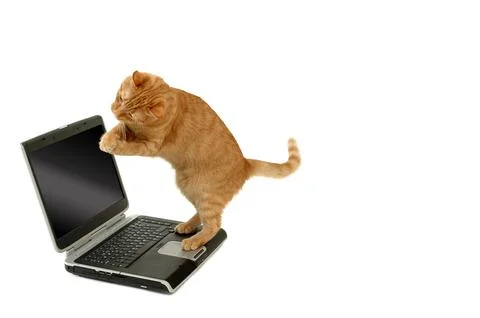 Happy cat on laptop computer Stock Photos