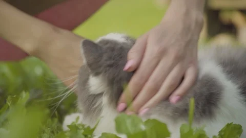 Happy cat laying on grass while being petted 4k Stock Footage 94253800