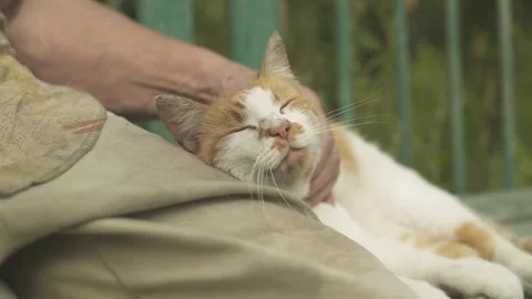 Happy cat lying on a bench and enjoying being stroked by her owner. Close-up. Video stock 250009118