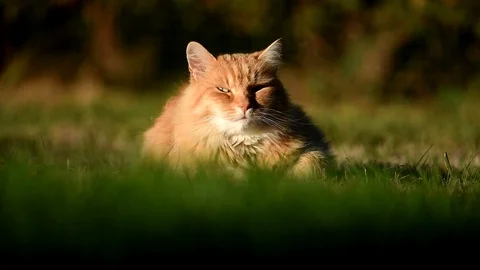 Happy cat lying in grass in the sun. Stock Footage 95780893