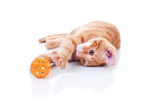 Happy Cat Foto stock