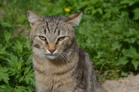 Happy cat Foto stock