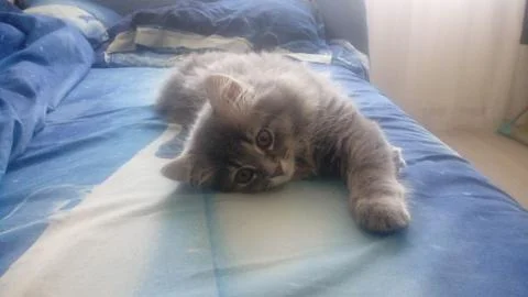 Happy cat Stock Photos