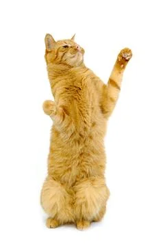 Happy cat Foto stock
