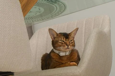 Happy cat Stock Photos