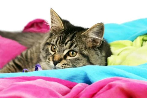 Happy cat resting Stock Photos