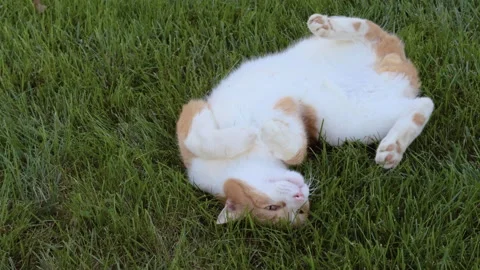 Happy cat rolling around in the green grass 4k Stockbeeldmateriaal 343054596