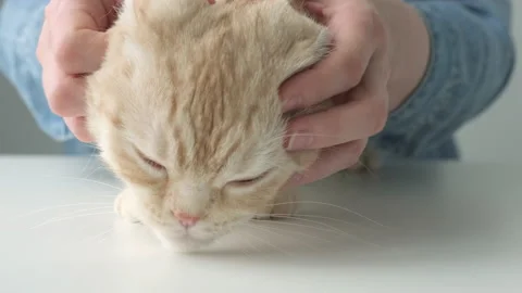 Happy cat Scottish fold breed lovely comfortable sleeping while the owner Stock Footage 194787214