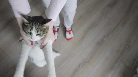 Happy cat standing on back legs dancing with girl, slow motion Stock Footage 330046513