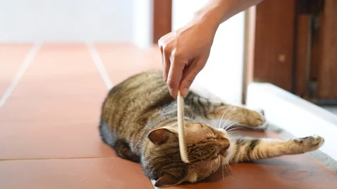 Happy cat stroked Stock Footage 97094367