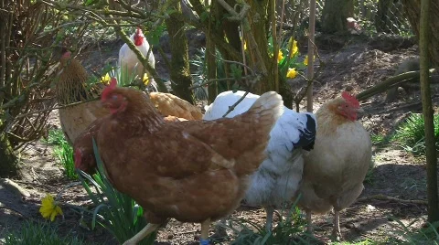 Happy chicken Stock Footage 704607