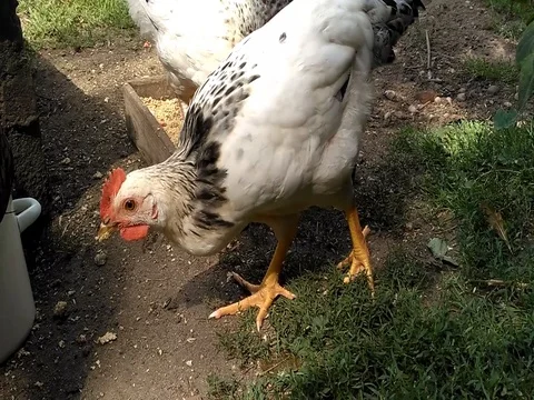 Happy chickens eating in the backyard Stock Footage 80716184