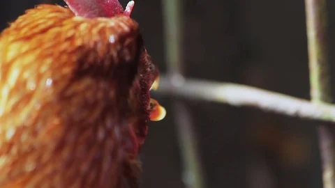 Happy chickens in the sunshine Stock Footage 72551878