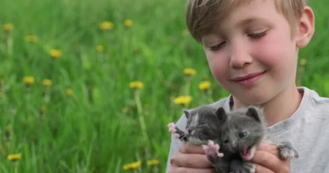 Happy child with kittens in hands is sitting on the lawn while sunny summer.. Stock Footage 237480306