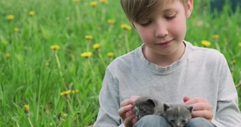 Happy child with kittens in hands is sitting on the lawn while sunny summer.. Stock Footage 237480308