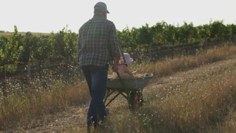 Happy Child Laughs in Wheelbarrow While Dad Pushes Through Field Stock Footage 282740029
