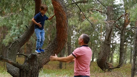 Happy child in a pine forest jumps from a tree, dad catches him in slow motion Stock Footage 113965533