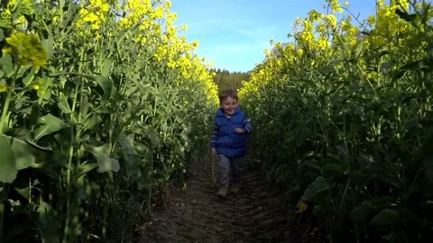 Happy child running in  rape flower field towards camera in slow motion Stock Footage 74803135