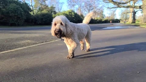 Happy Cockapoo gracefully walking in the park Stock Footage 265801892