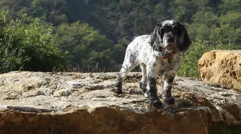 Happy Cocker Spaniel 動画素材 55817768