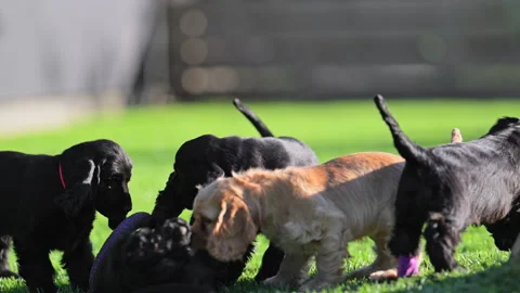 Happy cocker spaniel puppies running in the garden. Stock Footage 317192004