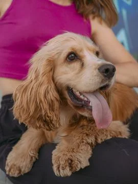 Happy cocker spaniel puppy posing in summer and sticking out his tongue Stock Photos