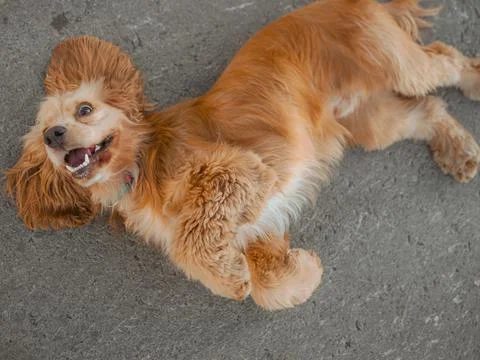 Happy cocker spaniel puppy posing in summer and sticking out his tongue Stock Photos