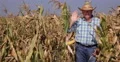 Happy Confident Hello Hand Salute Farmer Man Greetings Maize Culture Farmland 4k or 4k+ Resolution