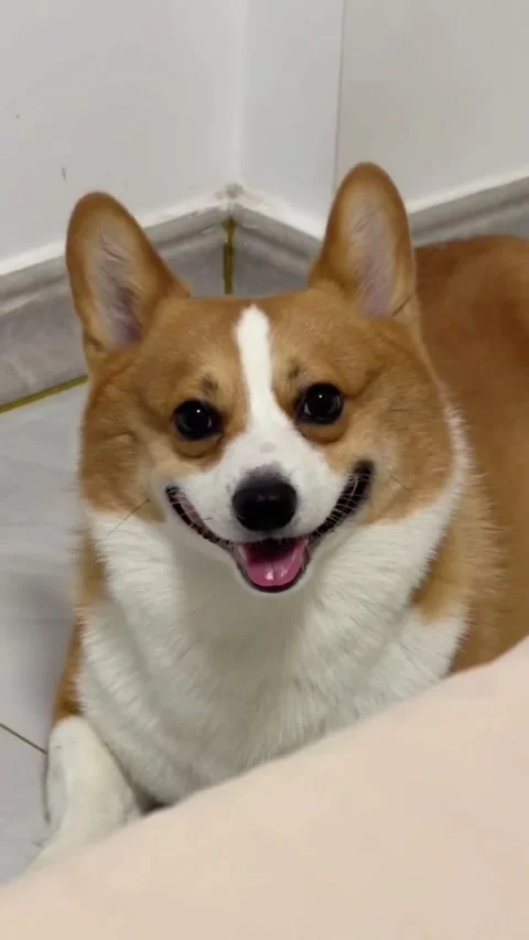 Happy corgi dog smiling at the camera 스톡 동영상 334824576